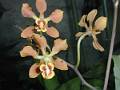 Encyclia diota * Guillermo Quiroga Brahms * 600 x 450 * (36KB)