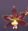 Encyclia dickinsoniana * Encyclia guatemalensis  
  Nombre comn: No conocido. 
  Caractersticas distintivas: Planta epfita mediana, de unos 30 cm de alto, con pseudobulbos cnicos y 2 a 3 hojas largas, lineares. La inflorescencia surge del centro del pseudobulbo maduro, de hasta 60 cm de largo, ramificada, en ocasiones con varias decenas de flores de unos 2 cm de dimetro, caf rojizo con labelo marfil con crestas magenta.  
  Hbitat: Selvas tropicales secas.  
  Distribucin: San Luis Potos a Chiapas, Mxico; Centroamrica hasta Nicaragua. 
  Restricciones: Ninguna. 
  Cultivo: En un tronco no resinoso, (jacaranda, frutales, encino, palo dulce). Riego dos veces por semana, luz brillante (nunca sol directo), temperatura templada a clida, humedad ambiental moderada y fertilizante foliar muy diludo (1 cucharadita por 4 litros de agua) cada 15 das. Dejar descansar a la planta disminuyendo los riegos entre diciembre y mayo. 
  poca de floracin: Primavera. Ma. ngeles Aquihuatl Ramos * 851 x 945 * (78KB)