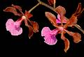 Encyclia hanburyi * Eduardo Prez Garca * 967 x 658 * (97KB)
