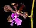 Encyclia hanburyi_ * Eduardo Alberto Prez Garca * 999 x 754 * (97KB)