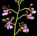 Encyclia hanburyi__ * Eduardo Alberto Prez Garca
Encyclia hanburyi (Lindl.) Schltr.
El nombre de esta Encyclia lo he encontrado escrito tanto como E. hanburyi como E. hanburii, pero al parecer el primer nombre es el correcto dado que el colector de la misma era un seor de apellido Hanbury. Es una especie que se distribuye en el centro-sur del pas, a manera poblaciones aisladas en los estados de Chiapas, Guerrero, Oaxaca y Puebla. Adems esta planta crece en Guatemala y Honduras.
Las Encyclia hanburyi florecen en primavera, desde marzo hasta mayo, las flores se producen en panculas (racimos ramificados) y abren de manera sucesiva pero llegan a presentar numerosas flores al mismo tiempo. Las flores no presentan aroma pero son muy llamativas, los ptalos y spalos tienen color de caf amarillento a caf chocolate y el labelo es de color rosado plido a magenta.
En Mxico, existe algo de variacin geogrfica reconocida en la especie. Las plantas del estado de Puebla y de Chiapas tienen las inflorescencias ms largas, mientras que las del sur de Oaxaca (como las de las fotos) tienden a tener las varas ms cortas. El tamao y color de las flores vara aun dentro de la misma poblacin. No obstante los clones ms bonitos que conozco provienen del Ismto de Tehuantepec.
Su hbitat natural incluye montaas de mediana altura ( 1,600 m s.n.m.), pero pueden encontrarse en sitios tan bajos como hasta 250 m s.n.m. As que toleran tanto el calor como algo de fro. Se pueden cultivar al a intemperie en la Cd. de Mxico (a 2,200 m s.n.m.) sin ningn problema.
Creo que el parecido de E. hanburyi con E. cordigera la ha hecho que no sea tan apreciada, ya que las flores de la primera son mucho ms pequeas y menos variables que en E. cordigera. No obstante, vale la pena su cultivo. A m me gustan mucho, tanto por sus flores como vegetativamente. Las plantas son muy compactas, los pseudobulbos son muy redondos y las hojas duras y carnosas. El hbrido entre E. hanburyi y E. cordigera es tambin muy llamativo, ya que las flores salen de tamao intermedio y muy coloridas.
Yo he cultivado a E. hanburyi en diversos medios y en todos prosperan bien. Las tengo tanto en corteza de abeto como de chicozapote (as lo llamamos en Mxico, en Cartagena le llaman  nspero, y su nombre cientfico es Manilkara zapota), y tambin sembradas en macetas bajas (como de las de bonsai) con corteza de pino y carbn, y algunas las tengo con tepojal con Sphagnum.
Las Encyclia hanburyi son plantas principalmente litfitas (crecen sobre las piedras, a pleno sol), sobre todo en roca caliza. Cabe mencionar que las plantas rupcolas son muy quebradizas en estado silvestre, probablemente es una adaptacin para reproducirse a partir de divisiones vegetativas en esos sitios donde el establecimiento a partir de semillas es poco factible. Esto trae como ventaja que son fciles de propagar mediante divisiones, incluso a partir de un solo par de pseudobulbos se desarrollan plantas nuevas.
En cultivo, con ms humedad y sombra, las cosas cambian un poco y tienden a tener el mismo problema de las dems Encyclia en que casi no ramifican. En esos casos se recomienda hacer algunos cortes en el rizoma de los bulbos traseros para estimular la presencia de nuevos frentes de crecimiento. Hay que tratar de que cada corte tenga al menos tres pseudobulbos en serie. Los brotes que se producen de esos pseudobulbos generalmente florecen al segundo ao despus del corte.
A las E. hanburyi les doy el mismo trato que a las dems plantas en cuanto a riego y fertilizante. Al parecer son plantas muy resistentes, ya que vienen de sitios muy estacionales, casi desrticos, de un tipo de vegetacin que ac llamamos como selva baja caducifolia (bosque estacionalmente seco, que es algo similar a la caatinga arbrea de los brasileos).
Un hecho sobresaliente de esta especie es que al parecer es muy ?sociable? con las especies de Encyclia con las que convive y suele hibridizar de manera natural con algunas de ellas; por ejemplo, con E. selligera, E. nizandensis y con E. cf. spatella. La hibidacin natural en encyclias es algo relativamente comn y es una pesadilla para los taxnomos del grupo, pues hace ms complicado distinguir entre las especies. Un ejemplo muy llamativo de hibridacin en este grupo ocurre con dos de las especies ms bonitas de Cuba, la E. phoenicea y la E. plicata.
 * 945 x 912 * (118KB)