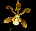 Encyclia meliosma * Eduardo Alberto Prez Garca * 999 x 877 * (97KB)