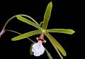 Encyclia microbulbon * Diederick Antoni * 1000 x 701 * (74KB)