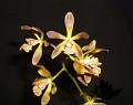 Encyclia parviflora * Encyclia parviflora

Nombre común: 	

Características distintivas: Pseudobulbos en forma de pera, 2-3 hojas por pseudobulbo, inflorescencia terminal de 20–40 cm. de largo con hasta 30 flores de color ocre con café, labelo blanco cremoso con líneas magenta que se encuentran sobre pliegues del mismo. Muchos clones despiden un delicioso aroma a violetas bajo la luz intensa.

Hábitat: Hierba epífita que crece principalmente en  bosques tropicales de encino o selvas caducifolias costeras.

Distribución: Se distribuye a lo largo del Golfo de México desde el estado de Tamaulipas hasta Quintana Roo, México, a una altura entre los 0 y 700 msnm. 

Cultivo: Se cultiva con facilidad en climas cálidos o templados aunque llega a tolerar temperaturas 5° C. Prefiere los medios de cultivo abiertos y porosos con buen drenaje o montada en tronco.

Época de floración: Mediados de la primavera.

Omar Eduardo Rocha
 * 942 x 742 * (154KB)