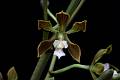 Encyclia selligera * 
Diederick Antoni * 1000 x 667 * (194KB)