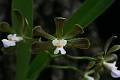 Encyclia suavolens * 
Diederick Antoni * 1000 x 667 * (65KB)