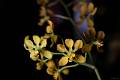 Encyclia diota (Lindl.) Schltr. 1918 * Encyclia diota aurea. Medalla de Bronce (MB)/AMO 2023 y PREMIO A LA MEJOR ESPECIE MEXICANA DE LA EXPOSICIN.Encyclia diota (Lindl.) Schltr. 1918


Encyclia (E.) diota es una especie epfita, ocasionalmente litfita, que habita en bosques de
pino-encino y bosque tropical deciduo de Oaxaca y Chiapas en Mxico*.
E. diota es una orqudea de crecimiento simpodial, con pseudobulbos cnico-ovoides y 1 a
2 hojas apicales que florece entre marzo y julio, en una inflorescencia apical de 30 a 100
cm de largo, con mltiples flores resupinadas y fragantes que se distinguen por la forma
espatulada de sus segmentos y su color amarillo ocre matizado por delgadas lneas de
puntos color magenta. El labelo es trilobado, de color amarillo, con mltiples lneas de
color magenta. La columna y el callo son de color blanco ligeramente matizadas de color
magenta.
E. diota requiere de condiciones clidas a intermedias para su cultivo. Esta especie debe
crecer en lugares muy iluminados bajo luz solar filtrada. Se puede cultivar montada en
tronco, maceta o canasta. Si se cultiva en maceta de plstico el sustrato debe ser abierto
para permitir que las races no permanezcan hmedas por perodos prolongados. En cuanto
a los riegos, depender de nuestras condiciones de cultivo. Como regla general, durante la
temporada de crecimiento los riegos deben ser intensos y continuos, dejando secar las
races por completo entre cada riego, y deben disminuir durante la temporada de reposo, sin
permitir que la planta pase por perodos prolongados de sequa realizando ligeras aspersiones temprano por la maana una vez por semana. Durante su perodo de crecimiento la humedad ambiental es alta (80%), acompaada de la temporada de lluvias y disminuir durante el invierno (60%), poca en la que las lluvias son escasas y la humedad tiene como fuente las neblinas de la temporada. La fertilizacin puede hacerse semanalmente durante la temporada de crecimiento y suspenderse en la temporada de reposo.
*NOTA: De acuerdo con el Real Jardn Botnico de Kew, Encyclia diota se distribuye desde Mxico hasta Nicaragua, y E. insidiosa es un sinnimo de la especie. Sin embargo, Leopardi-Verde y col. (2016) describen al menos tres especies que pertenecen al complejo de Encyclia diota: Encyclia diota (Oaxaca y Chiapas), Encyclia insidiosa (Centroamrica) y Encyclia inopinata (Oaxaca), que crecen en bosques secos y deciduos de Mxico hasta Nicaragua, en un rango altitudinal de 600 a 2,000 m.s.n.m., con diferencias en la morfologa de sus flores y su distribucin geogrfica. * 1440 x 960 * (178KB)