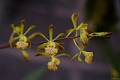 Encyclia alata [Bateman]Schlechter 1914 * Encyclia alata [Bateman]Schlechter 1914
Imagen: Javier Manzola
Encyclia (E.) alata es una orqudea epfita que habita en bosques tropicales semideciduos y bosques de encino en Mxico, Belice, Guatemala, Honduras, El Salvador, Nicaragua, Costa Rica y Panam desde el nivel del mar hasta los 1,000 m de altitud.
E. alata es una planta de crecimiento simpodial, con pseudobulbos cnico-ovoides de 6 a 12 cm y 2 a 3 hojas apicales que florece desde la primavera hasta el otoo en una inflorescencia apical, ramificada, que surge del pseudobulbo maduro, de 30 a 200 cm de largo, con mltiples flores vistosas y fragantes (aroma a miel).
Las flores presentan una gran variacin en cuanto al tamao, tienen spalos y ptalos de color verde matizadas de color caf-rojizo en su parte distal. El labelo es de color blanco, el lbulo medio presenta un estrecho margen amarillo y mltiples lneas de color purpura. 
Sus distintivitos lbulos laterales son amplios y de color blanco matizados de amarillo.
E. alata requiere de condiciones clidas para su cultivo. Esta especie debe crecer en lugares muy iluminados bajo luz solar filtrada. Se puede cultivar montada en tronco, maceta o canasta. Si se cultiva en maceta de plstico el sustrato debe ser abierto para permitir que las races no permanezcan hmedas por perodosprolongados. En cuanto a los riegos, depender de nuestras condiciones de cultivo. 
Como regla general, durante la temporada de crecimiento los riegos deben ser intensos y continuos, dejando secar las races por completo entre cada riego, y deben disminuir durante la temporada de reposo, sin permitir que la planta pase por perodos prolongados de sequa realizando ligeras aspersiones temprano por la maana una vez por semana. Durante su perodo de crecimiento la humedad ambiental es alta (80%), acompaada de la temporada de lluvias y disminuir durante el invierno (60%), poca en la que las lluvias son escasas y la humedad tiene como fuente las neblinas de la temporada. La fertilizacin puede hacerse semanalmente durante la temporada de crecimiento y suspenderse en la temporada de reposo. * 1440 x 960 * (90KB)