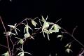 Epidendrum diffusum * 
Diederick Antoni * 1000 x 667 * (208KB)