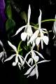 Epidendrum falcatum * 
  Rodrigo Remolina * 663 x 999 * (155KB)