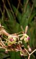Epidendrum gasteriferum * 
  Rodrigo Remolina * 619 x 999 * (192KB)