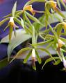 Epidendrum lancertinum * 777 x 983 * (105KB)