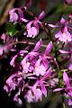 Epidendrum magnificum * 
  Rodrigo Remolina * 663 x 999 * (192KB)