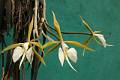 Epidendrum parkinsonianum * Epidendrum parkinsonianum 


Nombre común: Garza real, Bayoneta 

Características distintivas: Planta grande, en ocasiones de más de 2 m de largo. Epífita colgante, con tallos y hojas muy carnosos, verde-morados. Produce del centro de las hojas nuevas hasta tres flores grandes, blanco marfil, muy aromáticas. 

Hábitat: Bosques de pino y encino; bosques mesófilos. 

Distribución: Jalisco, Michoacán, Estado de México, Morelos, Guerrero, Oaxaca, Veracruz y Chiapas; Guatemala a Panamá. 

Cultivo: En una maceta perforada por el fondo para que la planta cuelgue, con fibra de helecho Polypodium. Riego dos o tres veces por semana, luz moderada, temperatura templada a fresca, humedad ambiental moderada a alta y fertilizante foliar muy diluído (1 cucharadita por 4 litros de agua) cada 15 días. 

Época de floración: Primavera. 

  Rodrigo Remolina
  * 983 x 653 * (141KB)