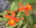 Epidendrum radicans * Epidendrum radicans 
  
Nombre comn: No conocido. 
  
Caractersticas distintivas: Planta terrestre o litfita, grande de hasta 2 m de alto, con caas delgadas y hojas alternadas carnosas en toda su longitud, con races a lo largo que se adhieren a rocas y troncos cercanos, favoreciendo que se extienda la planta hasta formar grandes masas. Inflorescencias en racimos pequeos, apretados, que producen hasta 30 flores en sucesin, color naranja brillante. 
  
Hbitat: Bosques mesfilos, selvas tropicales y bosques de pino-encino. 
  
Distribucin: Puebla, Veracruz, Oaxaca, Tabasco y Chiapas, Mxico; Centroamrica hasta Panam.  
  
Cultivo: En macetas con abundante hojarasca de encino, no tierra, que permita un adecuado drenaje. Riego dos a tres veces por semana, luz brillante (nunca sol directo), temperatura moderada, humedad ambiental moderada y fertilizante foliar muy diludo (1 cucharadita por 4 litros de agua) cada 15 das. Planta de fcil cultivo. 
  
poca de floracin: Todo el ao.

Rodrigo Remolina
 * 709 x 553 * (55KB)