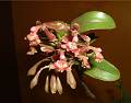 Epidendrum radioferens * Jaime Ramrez * 968 x 761 * (146KB)