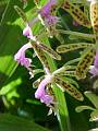 Epidendrum raniferum * Cisco * 240 x 320 * (18KB)