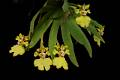 Erycina pusilla * 
Diederick Antoni * 1000 x 667 * (231KB)