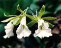 Prosthechea mariae * Omar Eduardo Rocha
 * 493 x 394 * (60KB)