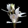 Govenia purpusii * Diederick Antoni * 709 x 729 * (197KB)