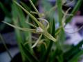 Prosthechea rhinchophorum * Diederick Antoni * 800 x 600 * (76KB)