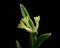 Jacquiniella leucomelana * 
Diederick Antoni * 1000 x 800 * (153KB)