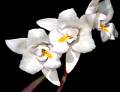 Laelia albida Katherine * Laelia albida Batem. ex Lindl 

A pesar de que es una de las Laelia de flores ms pequeas, a mi parecer, es una de las especies ms bonitas que crecen en Mxico. Existen varios atributos que hacen a esta especie una de las favoritas en las colecciones de orqudeas en nuestro pas. Una de ellas es que es exclusiva de las montaas del centro y occidente del pas, es decir es endmica de Mxico. Tiene una distribucin geogrfica amplia, pues crece en los estados de Durango, Sinaloa, Nayarit, Michoacn, Guerrero, Puebla y Oaxaca.
	La Laelia albida tiene un intervalo altitudinal desde los 1,400 m hasta los 2,500 s.n.m.m. Generalmente vive en bosques de encinos muy estacionales (secos), o en bosques de pino-encino, pero tambin se le encuentra en sitios ms secos como en el Valle de Tehuacn; en este sitio crece sobre mezquites y otras especies arbreas, aunque se le encuentra frecuentemente en la rocas de los peascos. Cabe sealar que, en varias localidades, estas plantas estn cultivadas o semicultivadas desde tiempos inmemorables, sobre todo en el Valle de Tehuacn. En este lugar es posible ver plantas enormes con decenas de inflorescencias en la poca de floracin.
	Las plantas de Laelia albida son muy distinguibles de las otras Laelia por que tienen pseudobulbos cnicos-ovoides, pero sobre todo por la forma de sus hojas. Casi siempre, cada pseudobulbo presenta un par de hojas delgadas y largas (acintadas), de textura ms bien crasa o algo carnosa. Las Laelia albida suelen ramificar con cierta frecuencia, y con el tiempo forman grandes macollas que son todo un espectculo.
	Una ventaja de Laelia albida es que es de muy fcil cultivo, pues slo se requiere sujetar a un pedazo de tronco o cesto de madera con un poco de medio para que crezca bien. En general no les gustan las macetas, pero se pueden cultivar de esta forma, siempre y cuando el medio sea muy poroso y ventilado. En estado silvestre se le encuentra tanto epfita como litfita, as que se puede cultivar en sustratos rocosos, como tepojal o tezontle. Son muy tolerantes a la sequa, as que no hay que preocuparse por regarlas en la poca invernal, pero no les caen mal los riegos espordicos por las maanas en los das despejados. Durante el verano, les gusta recibir riegos frecuentes, pero evitando que se les quede el agua durante la noche. Son muy resistentes al ataque de plagas, y al parecer el problema ms frecuente es que las puntas de las hojas se tornen negras, pero normalmente no pasa a de all. Las puntas negras en las hojas pueden deberse a la presencia de sales en el agua o al ataque de hongos. En caso de que sean hongos, hay que colocar alas plantas en un sitio ms ventilado. Las Laelia albida requieren de mucha luz para tener floraciones copiosas. Tambin les ayuda el recibir fertilizante foliar con cierta regularidad en la poca de crecimiento.
	La floracin de Laelia albida ocurre de octubre a enero. Las inflorescencias pueden ser erectas o algo pndulas. La inflorescencias llegan a medir 90 cm y presentan hasta 12 flores. Las flores tienen una textura firme, algo cerosas, y llegan a medir hasta 4 cm de dimetro. Las flores son muy aromticas, sobre todo en las maanas. El epiteto especfico de ?albida? refiere al color predominantemente blanco de las flores de esta especie. De hecho uno de los nombres comunes de la especie es ?monjita blanca?, aunque tiene algunos otros menos descriptivos como ?lirio de San Francisco?.
	Al parecer existe algo de variacin en las plantas de Laelia albida asociada a su distribucin geogrfica. Las plantas provenientes de las localidades ms norteas tienden a tener inflorescencias ms cortas, mientras que las provenientes de Oaxaca (el lmite sur) presentan flores ms grandes y frecuentemente presentan tonos rosados, ya sea en lo spalos o en el labelo. Aunque el color normal de la especie sea el blanco, con algo de amarillo en el callo del labelo, existen flores llegan ser color rosado. Estas plantas son muy raras y por lo tanto son muy apreciadas en cultivo. Tambin se han encontrado clones con ptalos flameados, es decir con la base de color blanca y los pices de color rosado. La gamma de colores de esta especie no slo se inclina hacia el rosado, tambin las flores pueden llegar a ser de color crema e incluso de color amarillo, estas ltimas formas de color se han denominado como variedad sulfrea. Por otro lado, tambin existen algunas plantas con flores de color salmn. En algunos casos, el color salmn puede surgir slo en algunos aos, mientras que en los otros las flores son de color blanco normal. Al parecer, el color salmn en estas plantas se puede asociar al efecto del fro nocturno cuando las inflorescencias se estn desarrollando. Toda esta variedad en los colores va aunada a un amplia variedad de formas y texturas de las flores, por lo que es una de las especies de Laelia ms variables que hay.
	Por la textura de sus flores, el color blanco, y lo compacto de sus plantas, esta bella especie se ha utilizado en hibridacin. Algunos de sus hbridos son muy espectaculares, como los realizados con Laelia autumnalis, Laelia anceps, o incluso en hbridos ms complejos como en Dialaelia Snowflake [Diacrium (ahora Caularthron) bicornatum x Laelia albida] por Laelia anceps. Laelia albida es, hasta la fecha, una de las especies de Laelia ms frecuentes en el campo, pero lamentablemente su colecta indiscriminada y la tala de los bosques donde habita, pueden poner en riesgo este gran patrimonio nacional.
Eduardo Alberto Prez Garca * 945 x 727 * (62KB)
