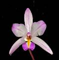 Laelia albida Metztli * Laelia albida Metztlidueo: Eduardo Luna Ayala Foto: Carlos Higashida Hirose * 971 x 980 * (444KB)