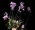 Laelia albida achim * Laelia albida achimDr. Eduardo A. Prez Garca * 1134 x 967 * (176KB)