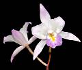 Laelia albida aquinada * Laelia albida Batem. ex Lindl 

A pesar de que es una de las Laelia de flores ms pequeas, a mi parecer, es una de las especies ms bonitas que crecen en Mxico. Existen varios atributos que hacen a esta especie una de las favoritas en las colecciones de orqudeas en nuestro pas. Una de ellas es que es exclusiva de las montaas del centro y occidente del pas, es decir es endmica de Mxico. Tiene una distribucin geogrfica amplia, pues crece en los estados de Durango, Sinaloa, Nayarit, Michoacn, Guerrero, Puebla y Oaxaca.
	La Laelia albida tiene un intervalo altitudinal desde los 1,400 m hasta los 2,500 s.n.m.m. Generalmente vive en bosques de encinos muy estacionales (secos), o en bosques de pino-encino, pero tambin se le encuentra en sitios ms secos como en el Valle de Tehuacn; en este sitio crece sobre mezquites y otras especies arbreas, aunque se le encuentra frecuentemente en la rocas de los peascos. Cabe sealar que, en varias localidades, estas plantas estn cultivadas o semicultivadas desde tiempos inmemorables, sobre todo en el Valle de Tehuacn. En este lugar es posible ver plantas enormes con decenas de inflorescencias en la poca de floracin.
	Las plantas de Laelia albida son muy distinguibles de las otras Laelia por que tienen pseudobulbos cnicos-ovoides, pero sobre todo por la forma de sus hojas. Casi siempre, cada pseudobulbo presenta un par de hojas delgadas y largas (acintadas), de textura ms bien crasa o algo carnosa. Las Laelia albida suelen ramificar con cierta frecuencia, y con el tiempo forman grandes macollas que son todo un espectculo.
	Una ventaja de Laelia albida es que es de muy fcil cultivo, pues slo se requiere sujetar a un pedazo de tronco o cesto de madera con un poco de medio para que crezca bien. En general no les gustan las macetas, pero se pueden cultivar de esta forma, siempre y cuando el medio sea muy poroso y ventilado. En estado silvestre se le encuentra tanto epfita como litfita, as que se puede cultivar en sustratos rocosos, como tepojal o tezontle. Son muy tolerantes a la sequa, as que no hay que preocuparse por regarlas en la poca invernal, pero no les caen mal los riegos espordicos por las maanas en los das despejados. Durante el verano, les gusta recibir riegos frecuentes, pero evitando que se les quede el agua durante la noche. Son muy resistentes al ataque de plagas, y al parecer el problema ms frecuente es que las puntas de las hojas se tornen negras, pero normalmente no pasa a de all. Las puntas negras en las hojas pueden deberse a la presencia de sales en el agua o al ataque de hongos. En caso de que sean hongos, hay que colocar alas plantas en un sitio ms ventilado. Las Laelia albida requieren de mucha luz para tener floraciones copiosas. Tambin les ayuda el recibir fertilizante foliar con cierta regularidad en la poca de crecimiento.
	La floracin de Laelia albida ocurre de octubre a enero. Las inflorescencias pueden ser erectas o algo pndulas. La inflorescencias llegan a medir 90 cm y presentan hasta 12 flores. Las flores tienen una textura firme, algo cerosas, y llegan a medir hasta 4 cm de dimetro. Las flores son muy aromticas, sobre todo en las maanas. El epiteto especfico de ?albida? refiere al color predominantemente blanco de las flores de esta especie. De hecho uno de los nombres comunes de la especie es ?monjita blanca?, aunque tiene algunos otros menos descriptivos como ?lirio de San Francisco?.
	Al parecer existe algo de variacin en las plantas de Laelia albida asociada a su distribucin geogrfica. Las plantas provenientes de las localidades ms norteas tienden a tener inflorescencias ms cortas, mientras que las provenientes de Oaxaca (el lmite sur) presentan flores ms grandes y frecuentemente presentan tonos rosados, ya sea en lo spalos o en el labelo. Aunque el color normal de la especie sea el blanco, con algo de amarillo en el callo del labelo, existen flores llegan ser color rosado. Estas plantas son muy raras y por lo tanto son muy apreciadas en cultivo. Tambin se han encontrado clones con ptalos flameados, es decir con la base de color blanca y los pices de color rosado. La gamma de colores de esta especie no slo se inclina hacia el rosado, tambin las flores pueden llegar a ser de color crema e incluso de color amarillo, estas ltimas formas de color se han denominado como variedad sulfrea. Por otro lado, tambin existen algunas plantas con flores de color salmn. En algunos casos, el color salmn puede surgir slo en algunos aos, mientras que en los otros las flores son de color blanco normal. Al parecer, el color salmn en estas plantas se puede asociar al efecto del fro nocturno cuando las inflorescencias se estn desarrollando. Toda esta variedad en los colores va aunada a un amplia variedad de formas y texturas de las flores, por lo que es una de las especies de Laelia ms variables que hay.
	Por la textura de sus flores, el color blanco, y lo compacto de sus plantas, esta bella especie se ha utilizado en hibridacin. Algunos de sus hbridos son muy espectaculares, como los realizados con Laelia autumnalis, Laelia anceps, o incluso en hbridos ms complejos como en Dialaelia Snowflake [Diacrium (ahora Caularthron) bicornatum x Laelia albida] por Laelia anceps. Laelia albida es, hasta la fecha, una de las especies de Laelia ms frecuentes en el campo, pero lamentablemente su colecta indiscriminada y la tala de los bosques donde habita, pueden poner en riesgo este gran patrimonio nacional.
Eduardo Alberto Prez Garca * 850 x 727 * (57KB)