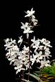Laelia albida inflorescencias * Laelia albida inflorescenciasDr. Eduardo A. Prez Garca * 706 x 1062 * (111KB)