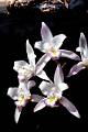 Laelia albida pinta * Laelia albida pintaDr. Eduardo A. Prez Garca * 785 x 1181 * (111KB)