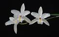 Laelia albida * Diederick Antoni * 800 x 512 * (69KB)