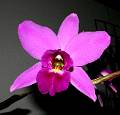 Laelia anceps Mendenhall * Rodrigo Remolina 
 * 966 x 928 * (171KB)