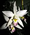 Laelia anceps f. carnea * Rodrigo Remolina 
 * 830 x 990 * (140KB)