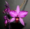 Laelia anceps f. lineata * Rodrigo Remolina 
 * 986 x 952 * (193KB)