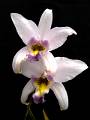 Laelia anceps f. coerulea * Adriana Becerril Montes * 749 x 999 * (503KB)
