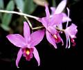 Laelia anceps * Laelia anceps

Nombre común: Lirio de los árboles, Lirio de Todos Santos.

Características distintivas: Pseudobulbo con 4 costillas, 1-2 hojas por pseudobulbo, inflorescencia terminal de 50–80 cm. de largo con 2 a 4 flores de color rosa-violáceo y labelo violeta intenso con un callo central de color amarillo intenso.

Hábitat: Hierba epífita que crece principalmente en  bosques de encino aunque también en bosque mesófilo.

Distribución: Se distribuye desde Tamaulipas, México hasta Honduras, a una altura entre los 600 y 1,300 msnm. 

Restricciones:	La subespecie dowsonii está protegida en México por la NOM-059-SEMARNAT-2001.
Cultivo: Se cultiva con facilidad en climas templados aunque llega a tolerar temperaturas de hasta 35° C a la sobra y 0° por breves periodos . Prefiere los medios de cultivo abiertos con buen drenaje o montada en tronco.

Época de floración: Otoño,  principalmente durante el mes de noviembre.

Omar Eduardo Rocha
 * 940 x 789 * (102KB)