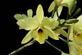 Laelia aurea * 
Diederick Antoni * 1000 x 667 * (248KB)