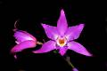 Laelia autumnalis  * Eduardo Prez Garca * 999 x 664 * (338KB)