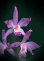 Laelia autumnalis * Laelia autumnalis

Nombre comn: Flor de las nimas, Flor de encino, Lirio de San Francisco.

Caractersticas distintivas: Planta epifita mediana, de unos 50 cm de alto, con pseudobulbos alargados, con arrugas longitudinales, dos o tres hojas carnosas, largas y arqueadas, con una inflorescencia larga, en ocasiones de ms de 1 metro, que surge del centro del nuevo brote. Presenta hasta una docena de flores color magenta con blanco muy atractivas. Existen formas ms claras, ms obscuras e incluso blancas, aunque muy raras. 

Hbitat: Bosques de pino-encino.

Distribucin: Nayarit, Jalisco, Colima, Michoacn, Estado de Mxico, Morelos, D. F. y Guerrero. Endmica de 
Mxico.

Restricciones: Ninguna, aunque se 
sobrecolecta en algunas zonas del Occidente durante las fiestas de Da de Muertos.. 

Cultivo: En un tronco no resinoso, 
(jacaranda, frutales, encino, palo dulce). Riego dos veces por semana, luz brillante (nunca sol directo), temperatura fresca a templada, humedad ambiental moderada y fertilizante foliar muy diluido (1 cucharadita por 4 litros de agua) cada 15 das. Dejar descansar a la planta disminuyendo los riegos entre diciembre y mayo. poca de floracin: Otoo. 

Rodrigo Remolina
 * 377 x 515 * (36KB)