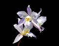 Laelia crawshayana f. semialba * Eduardo Prez Garca * 999 x 785 * (264KB)