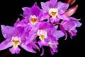 Laelia crawshayana * Eduardo Prez Garca * 999 x 663 * (652KB)