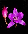 Laelia furfuracea  * Laelia furfuracea * 390 x 480 * (128KB)