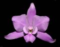 Laelia furfuracea * Rodrigo Remolina 
 * 986 x 778 * (84KB)