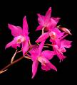 Laelia gouldiana * Laelia gouldiana
 
Especie sumamente atractiva, endmica de Mxico, probablemente extinta en la naturaleza pero felizmente cultivada por generaciones en pueblos y rancheras del estado de Hidalgo. Nunca se ha visto en estado silvestre, y por su color es una de las especies ms atractivas del pas. Se utiliza de manera popular para adornar iglesias y altares de muertos, ya que su floracin abarca octubre y noviembre. 
 
La foto es de Wilfrido Rodriguez Perez * 899 x 999 * (96KB)