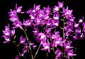 Laelia gouldianaflores * 1000 x 700 * (703KB)