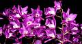 Laelia gouldianaflores2 * 1000 x 532 * (605KB)
