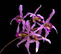 Laelia halbingeriana * Omar Gonzlez Zorzano
Laelia halbingerianaEspecie recientemente descubierta en el norte de Oaxaca, cercana a Laelia superbiens, descrita en honor de Don Federico Halbinger Mosig, uno de los mas antiguos y entusiastas socios de la Asociacin Mexicana de Orquideologa, especialista en el gnero Laelia en Mxico * 958 x 862 * (98KB)