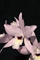 Laelia rubescens Ocuilan * Laelia rubescens 


Nombre común: Flor de la Concepción, Huichila rosada 

Características distintivas: Planta mediana, de unos 30 cm de alto, con pseudobulbos aplanados y una a dos hojas rígidas. La inflorescencia brota del centro del nuevo brote, de hasta 60 cm de largo, con hasta una docena de flores rosadas con una mancha obscura en la garganta del labelo. Desafortunadamente, las flores duran poco tiempo. 

Hábitat: Selvas caducifolias y encinares secos. 

Distribución: Jalisco, Colima, Michoacán, Estado de México, Guerrero, Oaxaca, Puebla, Veracruz, Chiapas, Campeche, Quintana Roo y Yucatán; Centroamérica.

Cultivo: En un tronco no resinoso, (jacaranda, frutales, encino, palo dulce). Riego dos veces por semana, luz brillante (nunca sol directo), temperatura cálida, humedad ambiental moderada y fertilizante foliar muy diluído (1 cucharadita por 4 litros de agua) cada 15 días. Dejar descansar a la planta disminuyendo los riegos entre diciembre y mayo. 

Época de floración: Otoño. 

  Rodrigo Remolina
 * 653 x 983 * (111KB)